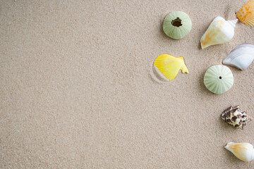 Seashell Cunch on Sand Beach background  at Coast Sea Ocean.Tropical Summer Nature Seashore.Idyllic Shell with sunshine.Calm nobody.Frame Card Poster,Mockup Tourism Relax Travel Resort in Holidays.