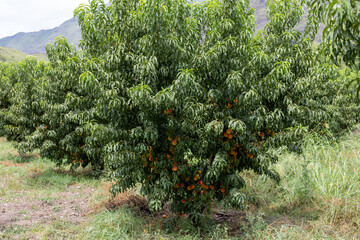 Fototapeta na wymiar Beautiful peach tree with plenty of fresh and organic peaches