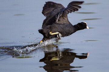 Eurasian Coot chases off an intruder into its territory in London, UK	