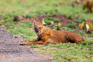 Dhole or Indian Wild Dog lying alongside the road resting after a hunt in Tadoba National Park, India
