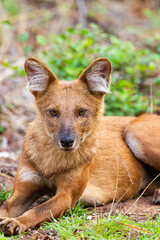 Dhole or Indian Wild Dog lying alongside the road resting after a hunt in Tadoba National Park, India