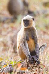 Hanuman Langur resting in the forests of Bandhavgarh, India