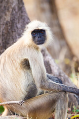 Hanuman Langur resting in the forests of Bandhavgarh, India