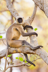 Hanuman Langur resting in the forests of Bandhavgarh, India