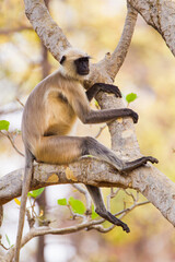 Hanuman Langur resting in the forests of Bandhavgarh, India