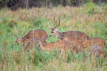 Spotted deer resting on the forest floor looking out for Tigers in Bandhavgarh, India	