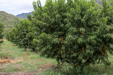 Fototapeta na wymiar Peach orchard in swat valley, Pakistan