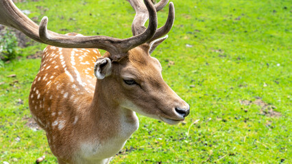 Close up of a red deer in a green meadow in summer