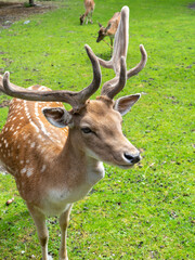 Close up of a red deer in a green meadow in summer