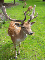 Close up of a red deer in a green meadow in summer