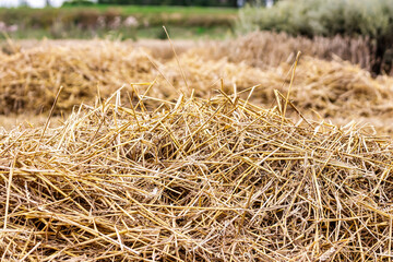 Straw after harvesting wheat. Close-up. Natural natural background. Straw - as feed and bedding for livestock.