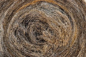 Bales of harvested flax in a summer field. Linum. Close-up. A plant from which oil and clothing are made. Important agricultural crop.