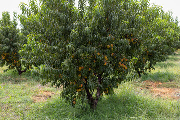 Peach fruit tree branches full with peaches in the orchard