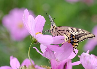 秋桜の蜜を吸うアゲハチョウ