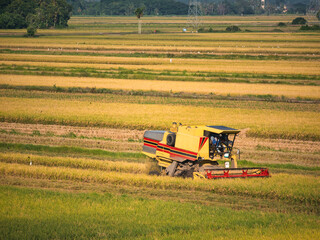 A combine harvester is harvesting golden rice crop in the field