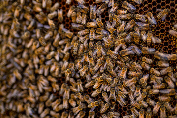 Macro view of bee hives. Natural insect honeycombs.