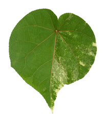 front and back green leaf with veins texture background on transparent png file