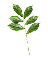 fresh green leaves on transparent background png file