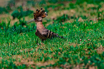 bird hoopoe on the grass