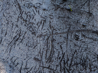grey bark of the tree