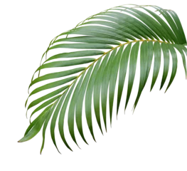 Poster tropical green palm leaf tree isolated on white background © studio2013