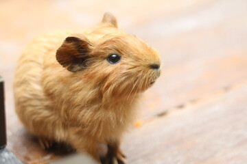 Guinea Pig