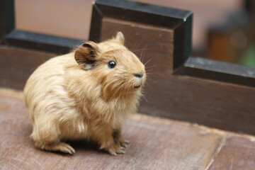 Guinea Pig