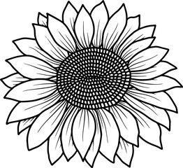 Hand Drawn Sunflower Illustration
