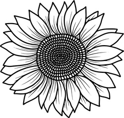 Sunflower Line Art Illustration
