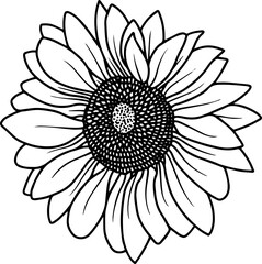 Hand Drawn Sunflower Sketch Line Art

