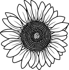 Sunflower Hand Drawn Sketch Line Art Illustration
