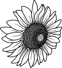 Sunflower Hand Drawn Sketch Line Art Illustration

