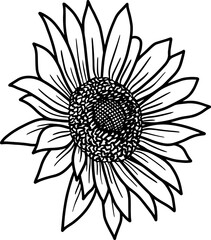 Sunflower Hand Drawn Sketch Line Art Illustration
