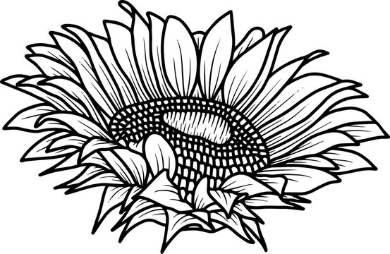 Sunflower Line Art Illustration
