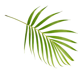 palm tree leaf on transparent background png file