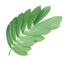 clump palm tree leaf on transparent background png file