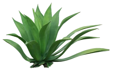 Foto auf Acrylglas Kaktus Büschelkaktus-Palmenblatt auf transparentem Hintergrund png-Datei