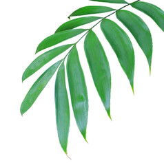 green palm leaf isolated on transparent background png file