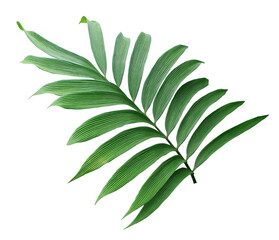 green leaf of palm tree isolated on transparent background png file