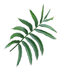 green leaf of palm tree isolated on transparent background png file