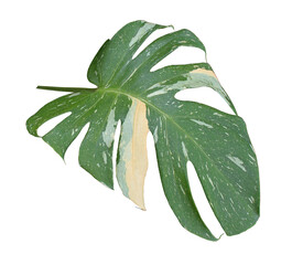 green monstera palm leaf isolated on transparent background png file