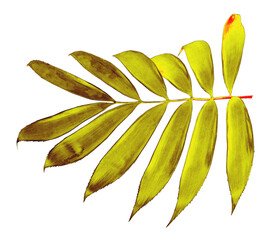 Fototapeta na wymiar palm leaf isolated on transparent background png file