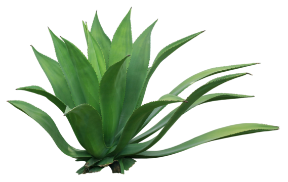 clump cactus palm tree leaf on transparent background png file