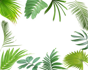 tropical green palm leaf on transparent for summer background png file