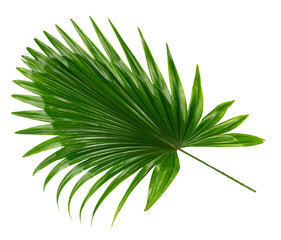 palm tree leaf on transparent background png file