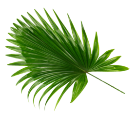 palm tree leaf on transparent background png file