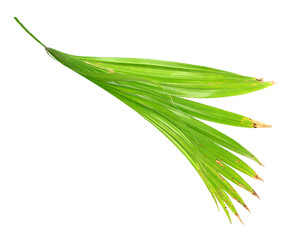 palm tree leaf on transparent background png file