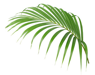 tropical green palm leaf isolated on transparent for summer background png file - obrazy, fototapety, plakaty