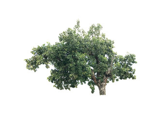 big tree plant on transparent background png file