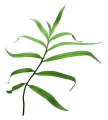 palm tree leaf on transparent background png file